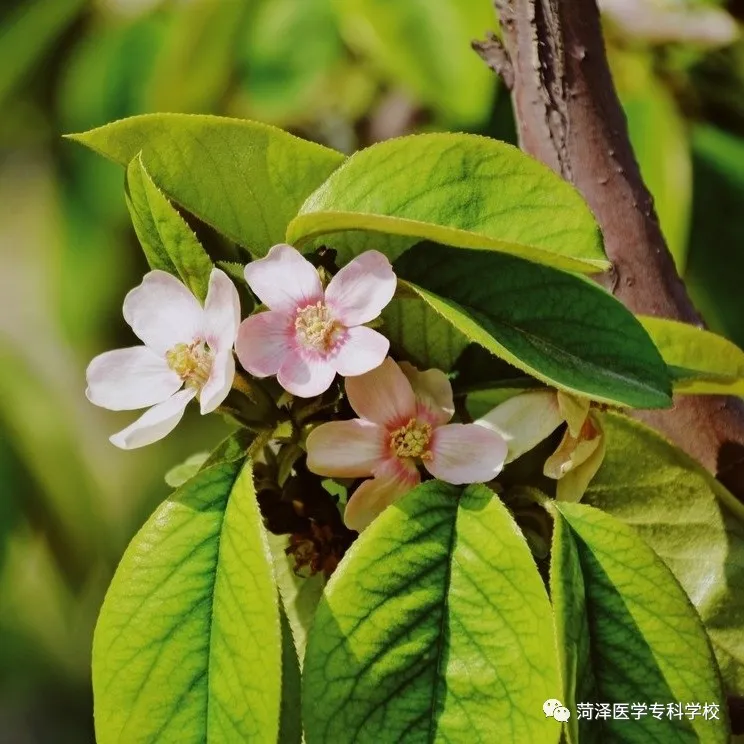 菏泽医学专科学校牡丹，又是姹紫嫣红开遍