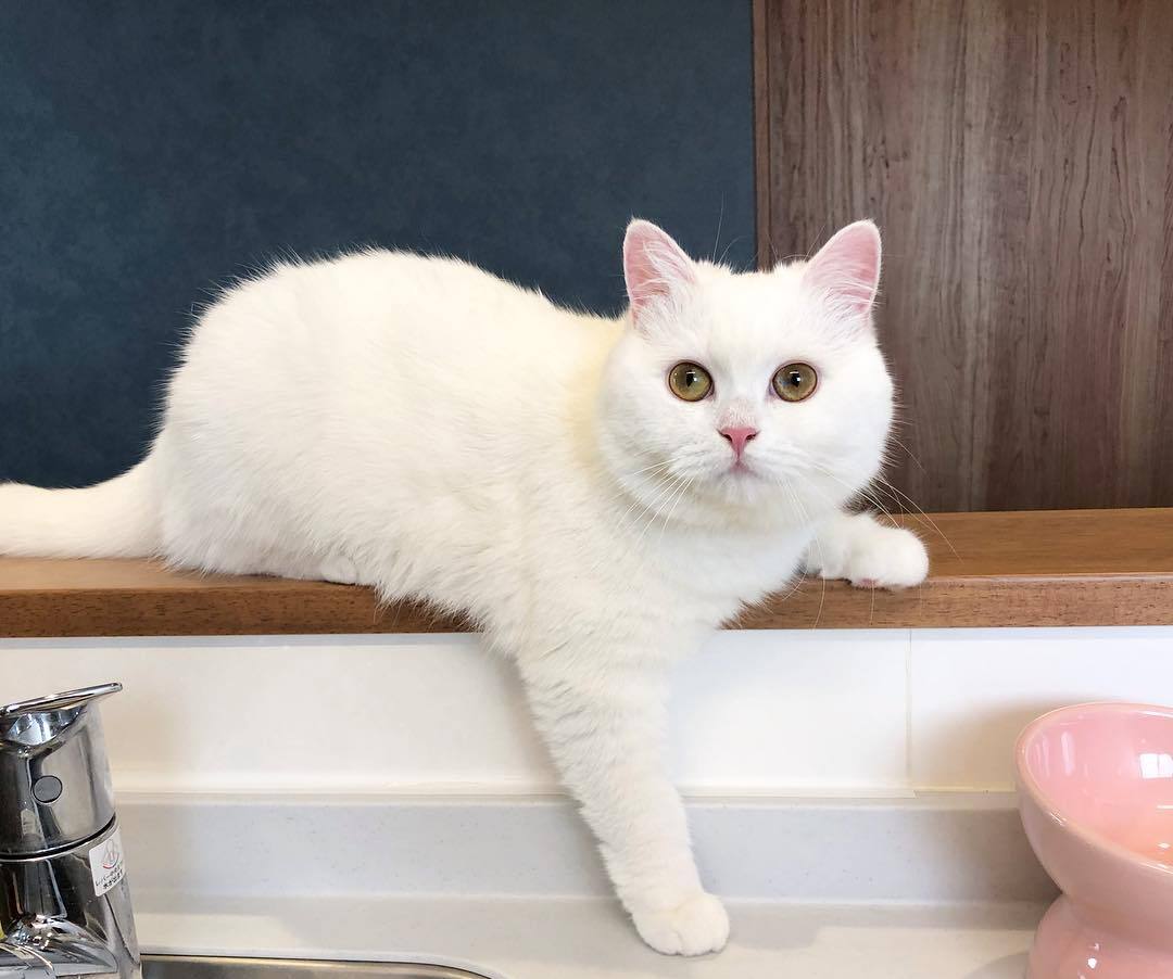 给猫做雾化，其实并不难！一篇文章告诉你如何给猫做雾化