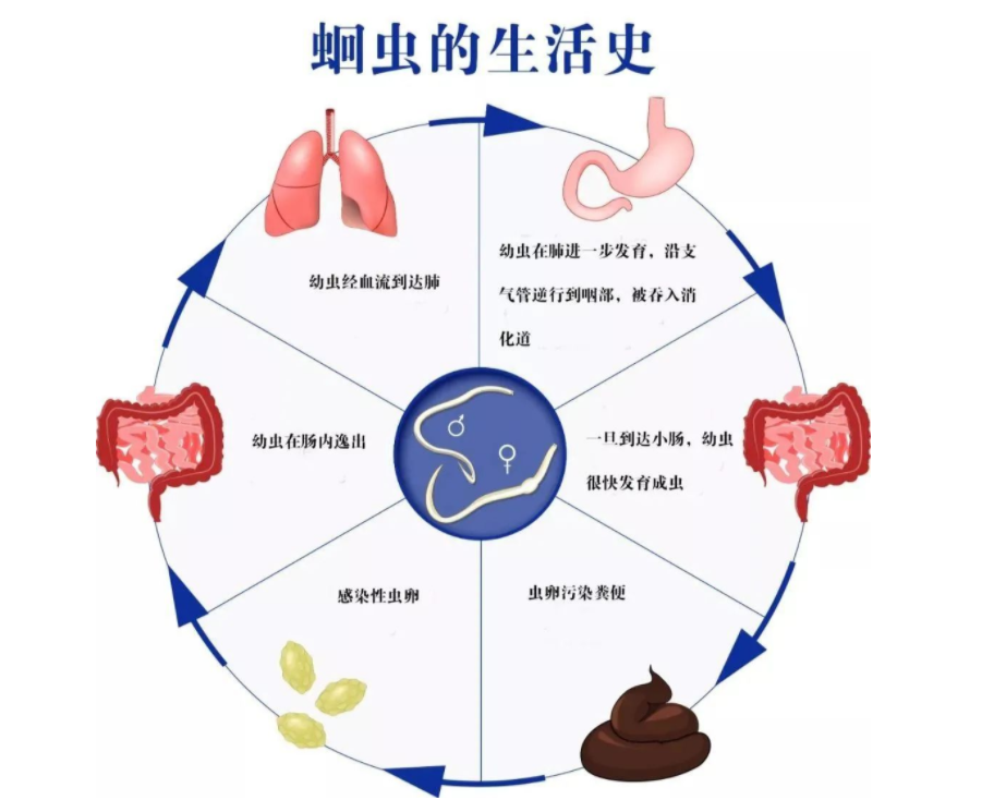 几十年前，几乎人人肚子里都有的蛔虫，为何现在没有人听说过了？