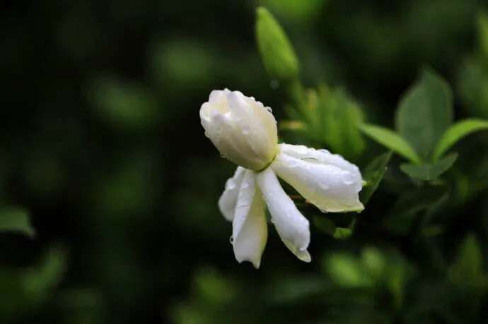 栀子花开的句子唯美(栀子花开的句子唯美图片)