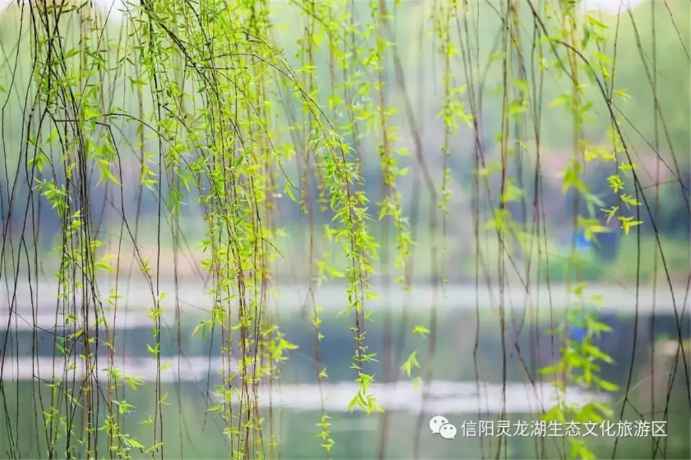 三月踏青最佳赏樱花之地,信阳这个aaaa景区免门票!