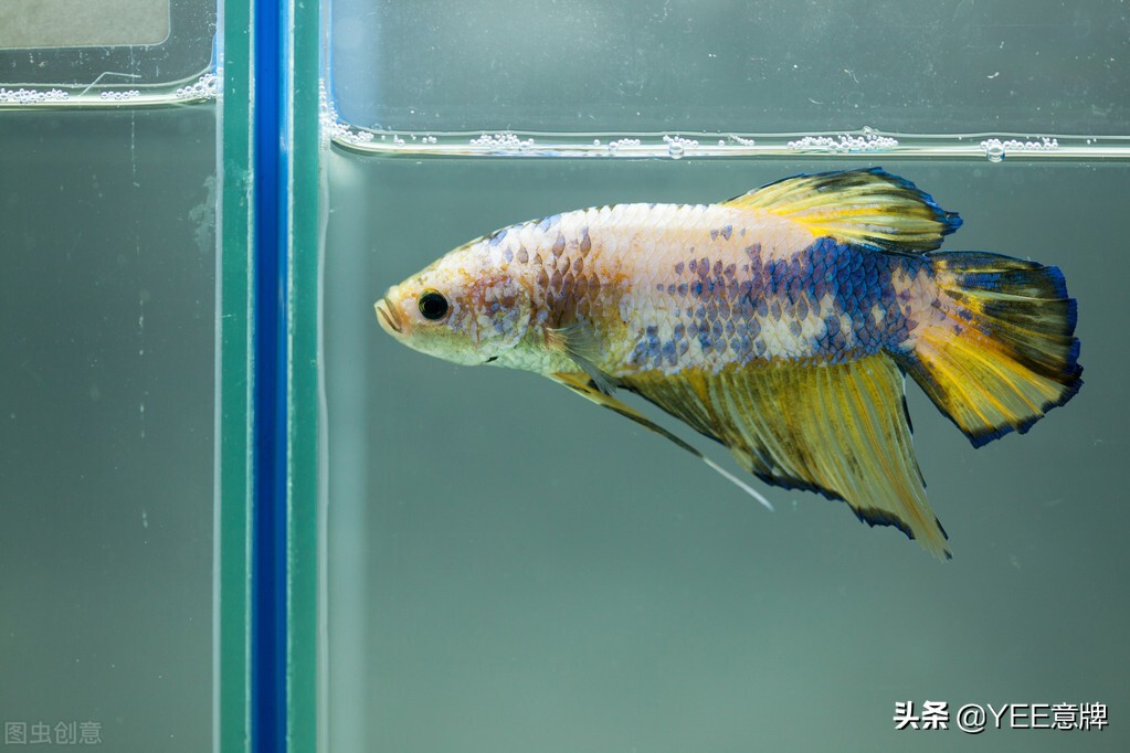 中國鬥魚的色彩比較原始,略顯深沉古樸,它的尾鰭舒展寬大,但不顯得