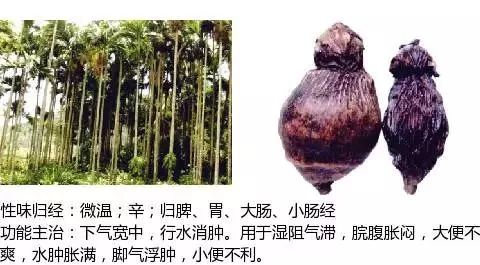 300个中草药图谱（附主治功效），知道一半就太牛了（上）