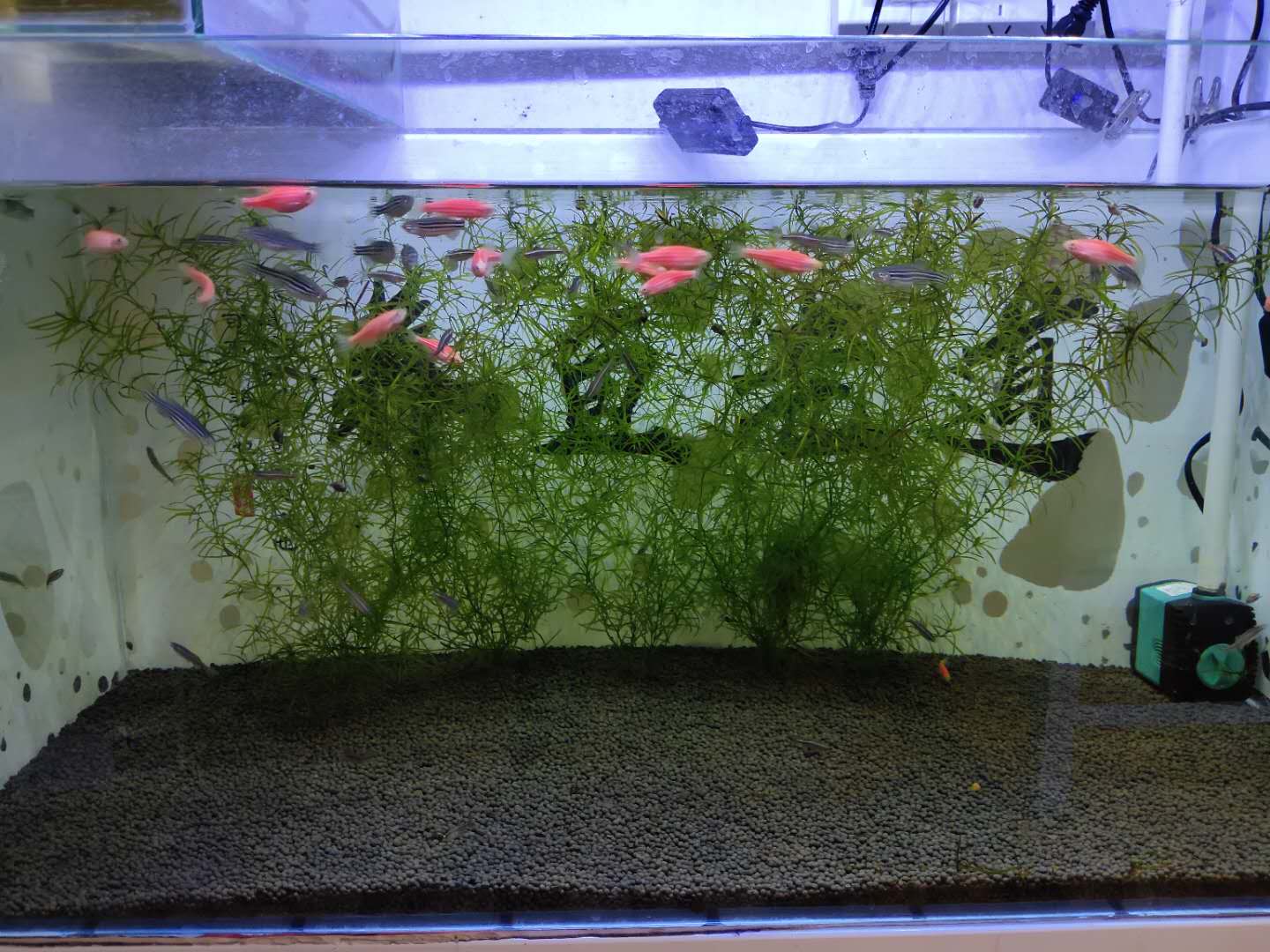 關於小型魚缸裡飼養竹節草,我們需要注意的一些問題