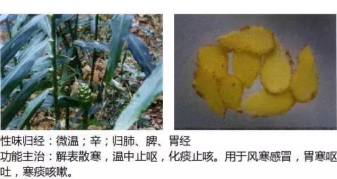 300个中草药图谱（附主治功效），知道一半就太牛了（上）