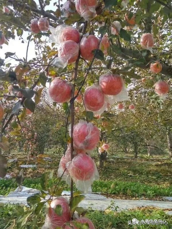 苹果几月成熟（常见的23种苹果的品种产地及成熟时间）