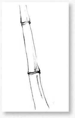 竹子很难画？教你从最基础的竹干画起，简单易学，适合0基础临摹
