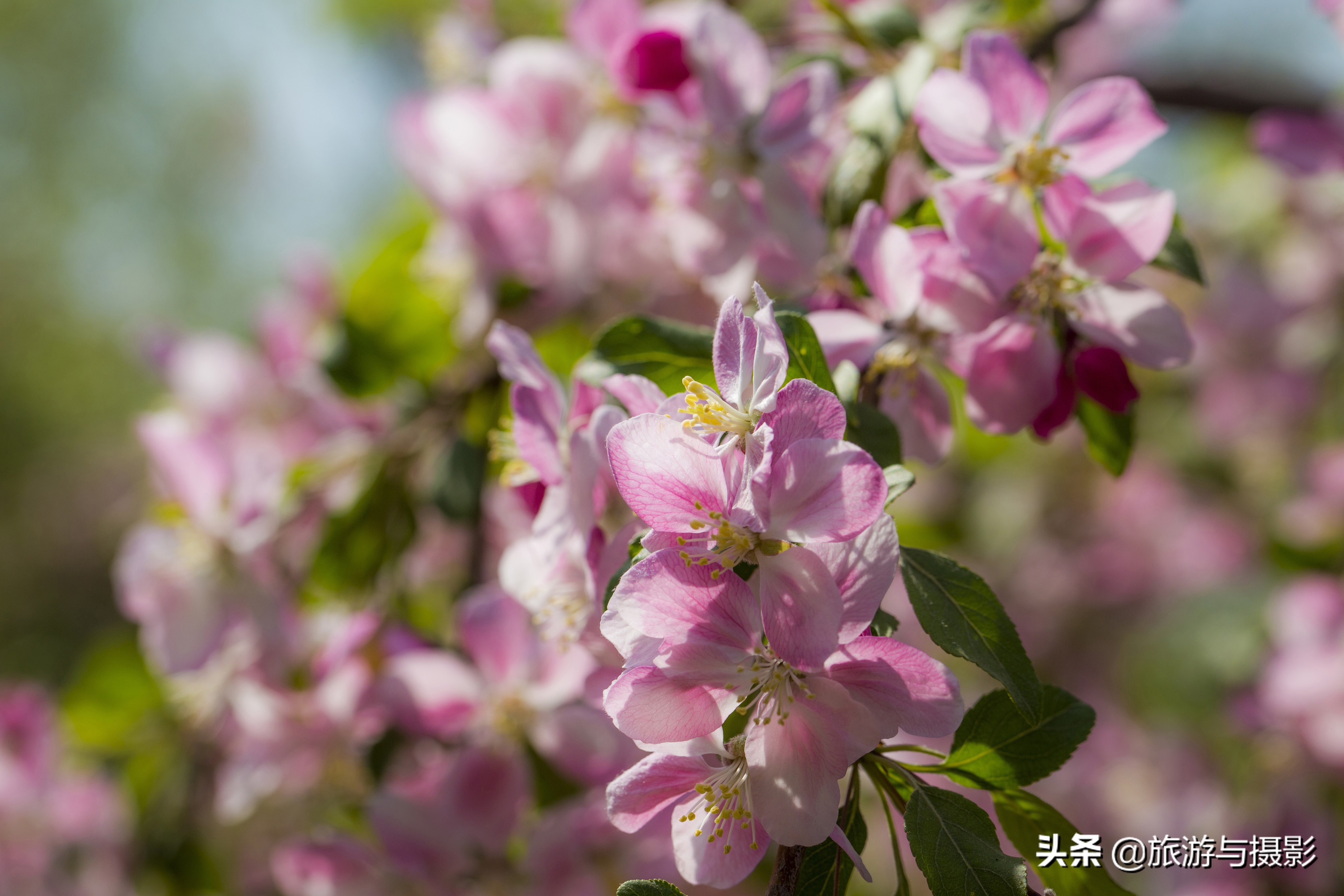 海棠花古诗美图38首