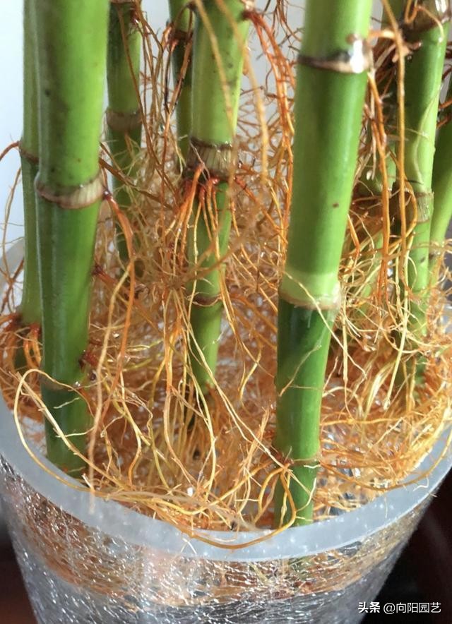 白糖可以加快富贵竹生根,非常实用的方式,水培的植物都可以使用,马上