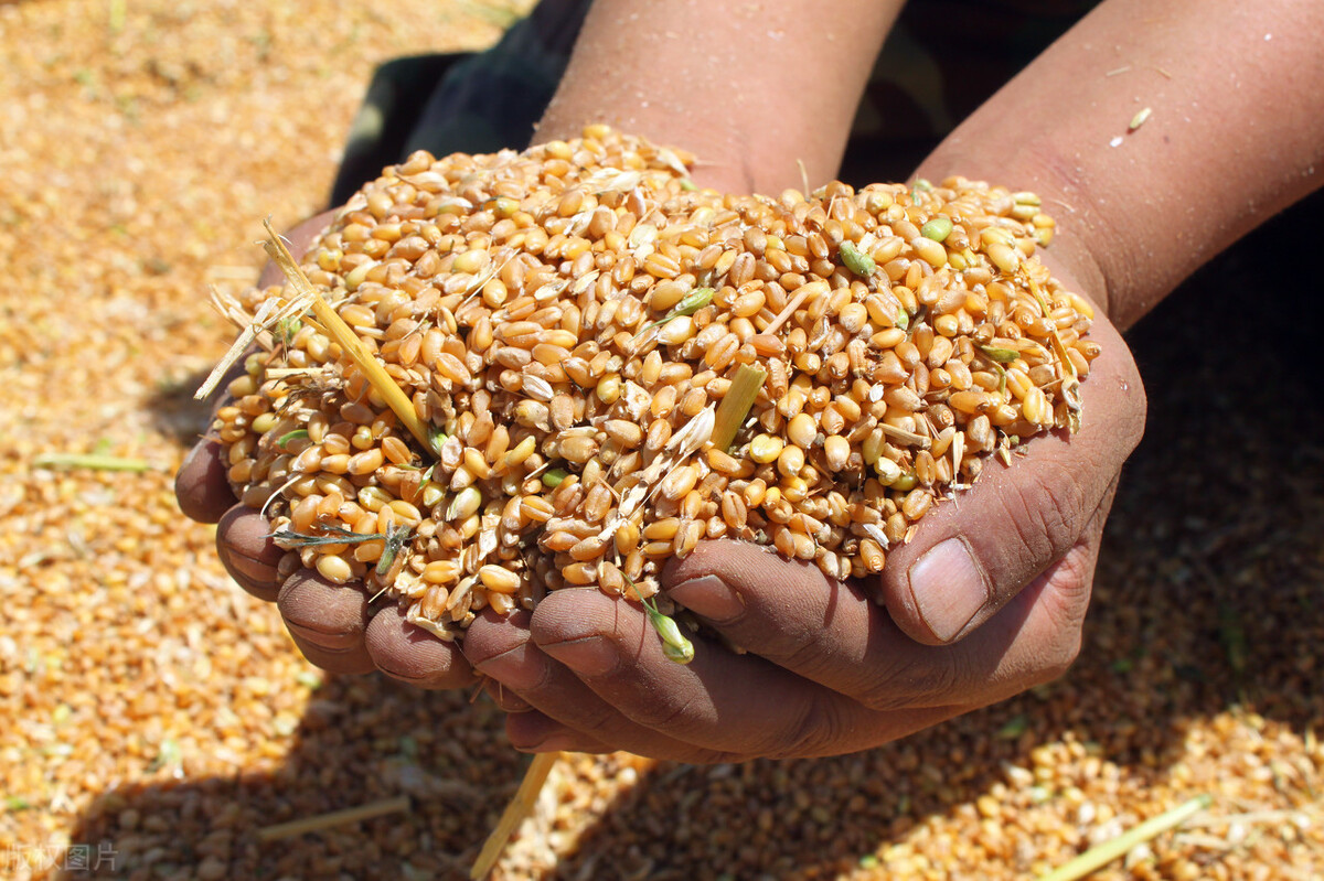 全球粮食市场分化！小麦大涨，玉米震荡，大米不断下跌！原因找到