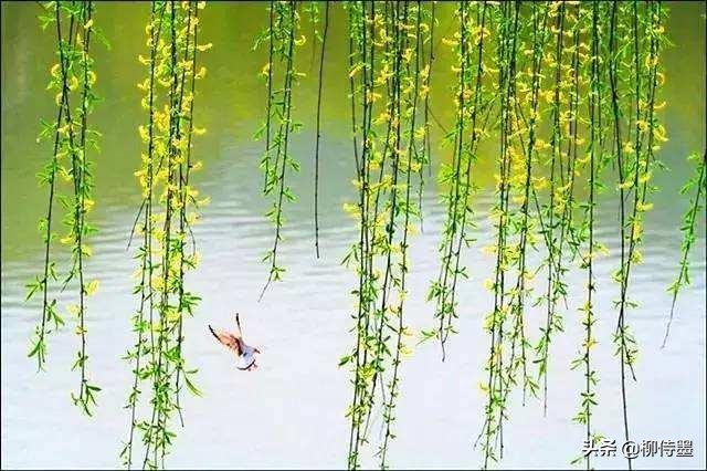 诗词摄影，如何拍摄“梨花淡白柳深青，柳絮飞时花满城”的意境？