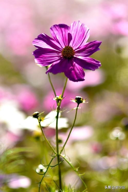120句诗词话五月，繁花似锦，生机盎然！