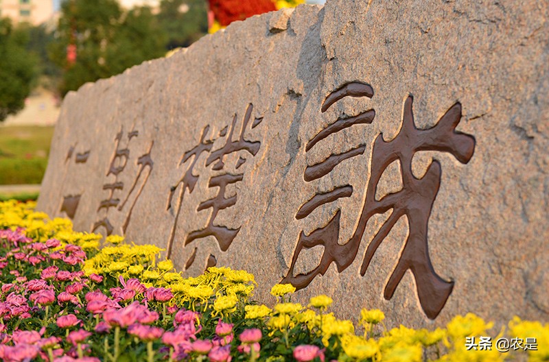 王锋，教授，博士，南京农业大学，国内克隆羊领军人物