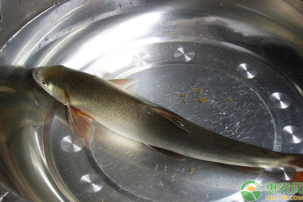 国内这种名贵冷水鱼,濒临灭绝,为二级保护动物,已发展人工养殖