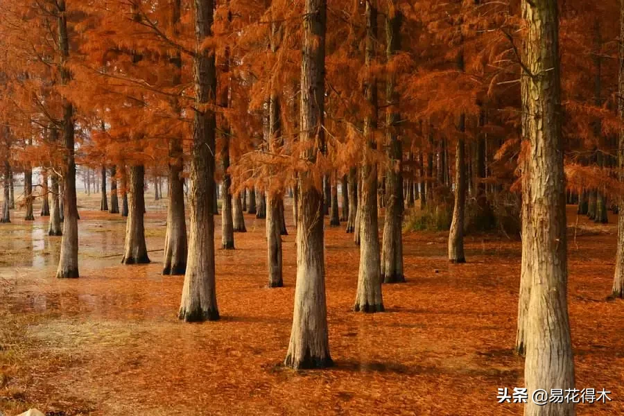 国家一级保护濒危珍稀植物:水杉