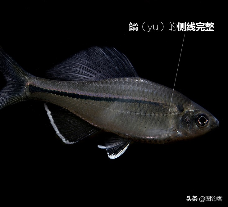 鳑鲏鱼没有人不认识，但个头大有须的鳑鲏你知道吗？它们叫“鱊”