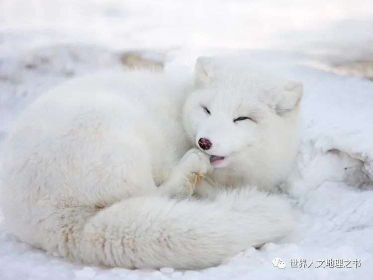 远在世界尽头的国家