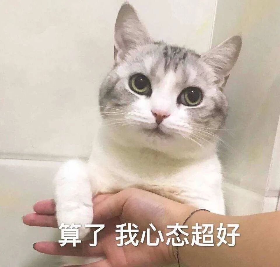 猫奴心中的5种白月光猫咪,脾气好颜值高,养到的人太幸运