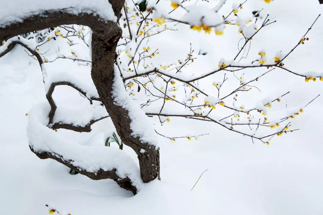 花影飞雪瘦西湖，诗词梦里醉扬州