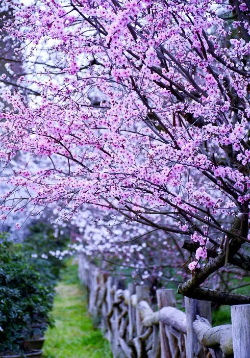 余生，想要一个院子，看花开花落