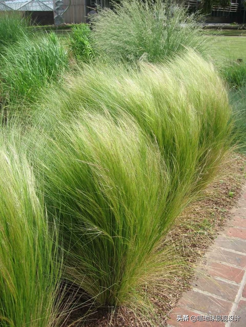 30种私家庭院中常见的景观草,高品质的庭院都玩草啦