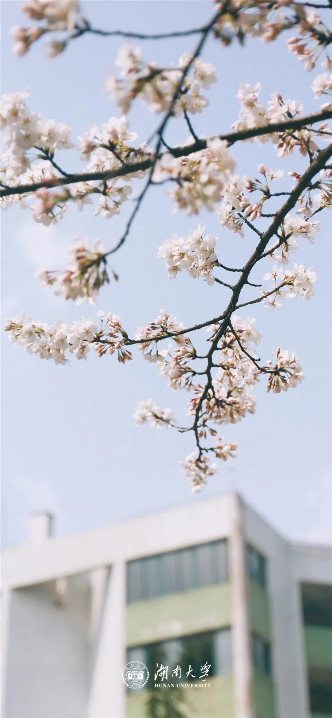 岳麓山下的千年名校——湖南大学