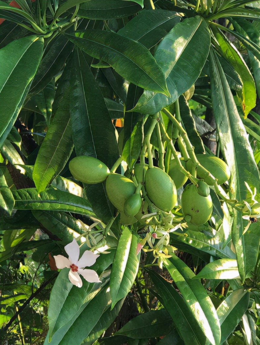认识植物界的“六大毒树”，看到“绕道走”，涨姿势不吃亏