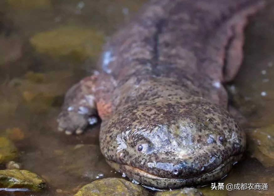 养娃娃鱼犯法吗？吃娃娃鱼犯法吗？