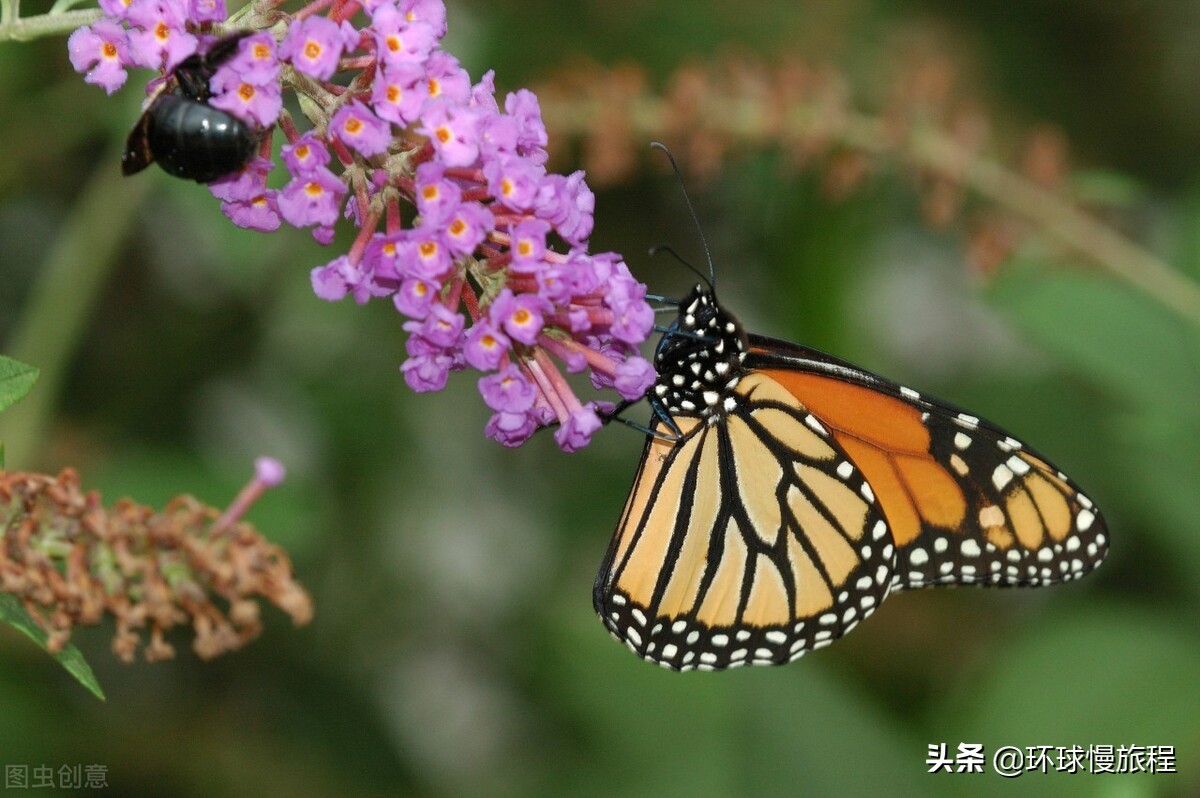 一个人走在路上 影子寂寞了 时间 短诗：蝴蝶，请不要飞走