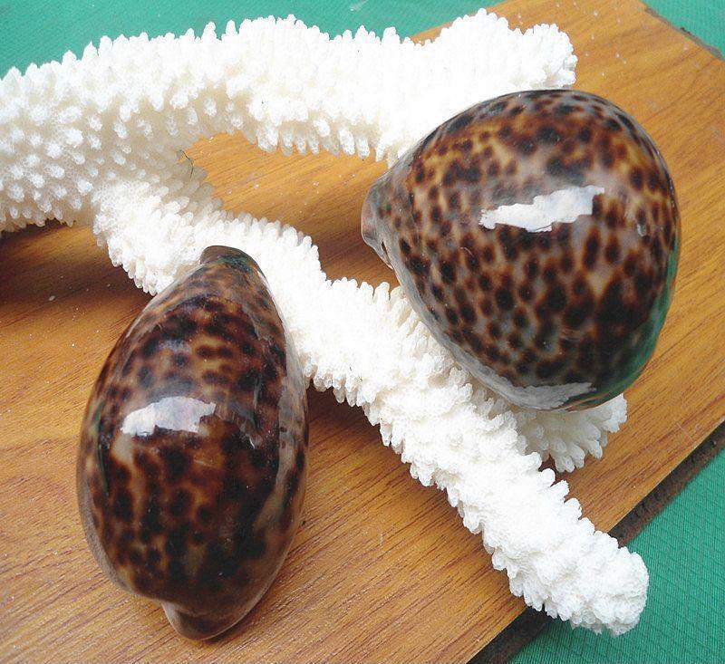 今天为大家带来世界四大名螺和一个我感觉非常好看的海螺