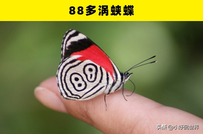 稀有的蝴蝶：盘点世界上存在的5种奇特稀有的蝴蝶