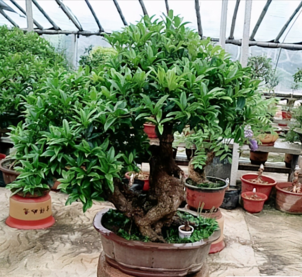 植物花語 桂花冬天怎麼養 _達一風水網