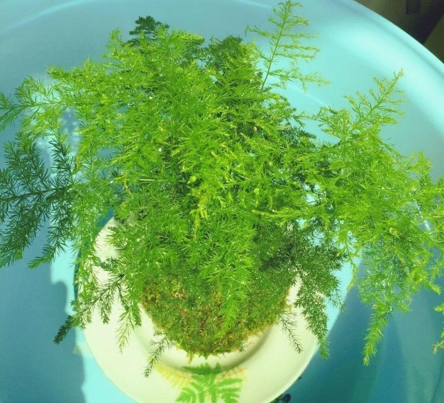 15种花很耐养,掰个叉做水培,发芽开花都可以!