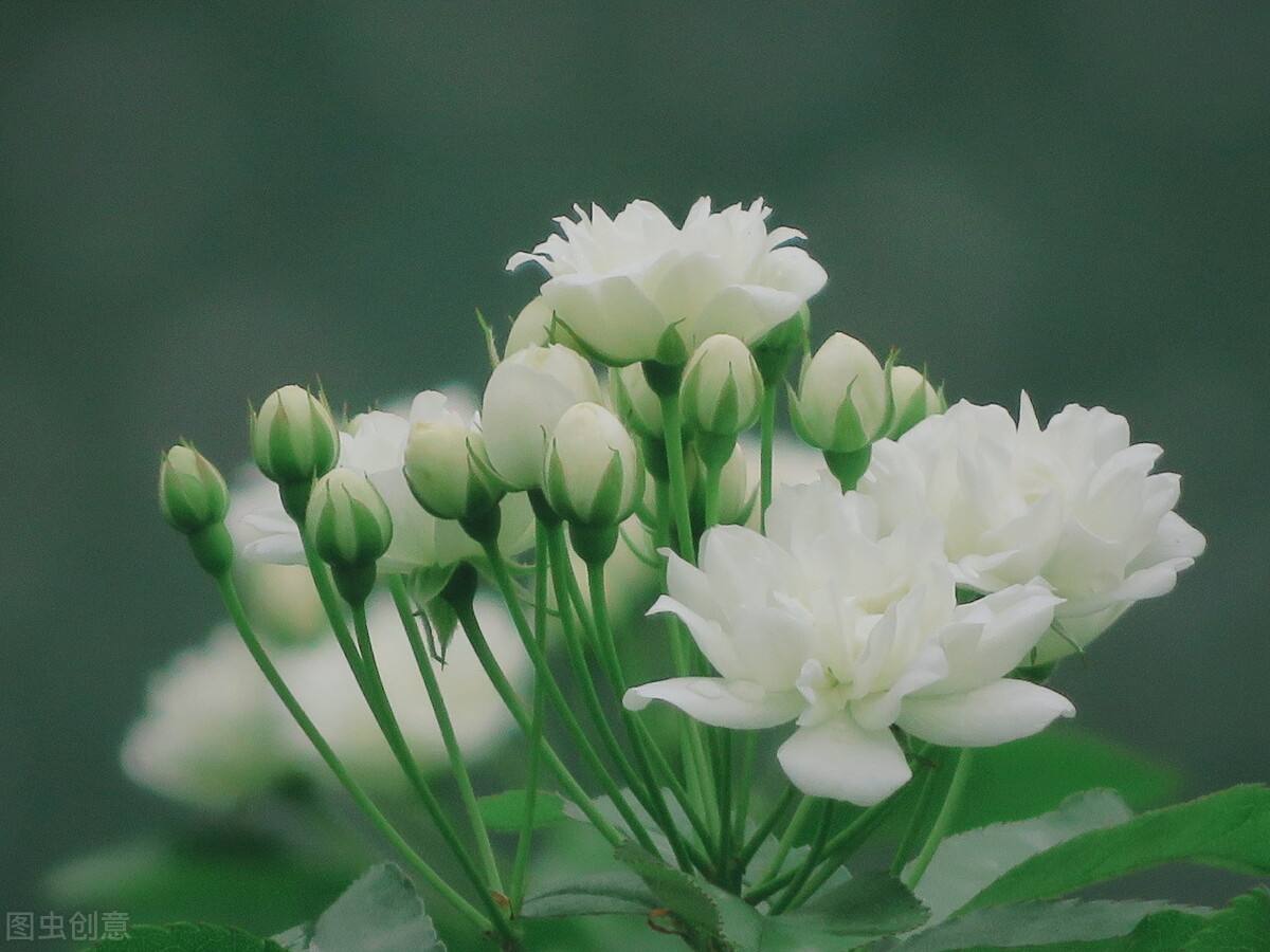 园林花卉有哪些（图文结合详解50种常见的园林花卉）