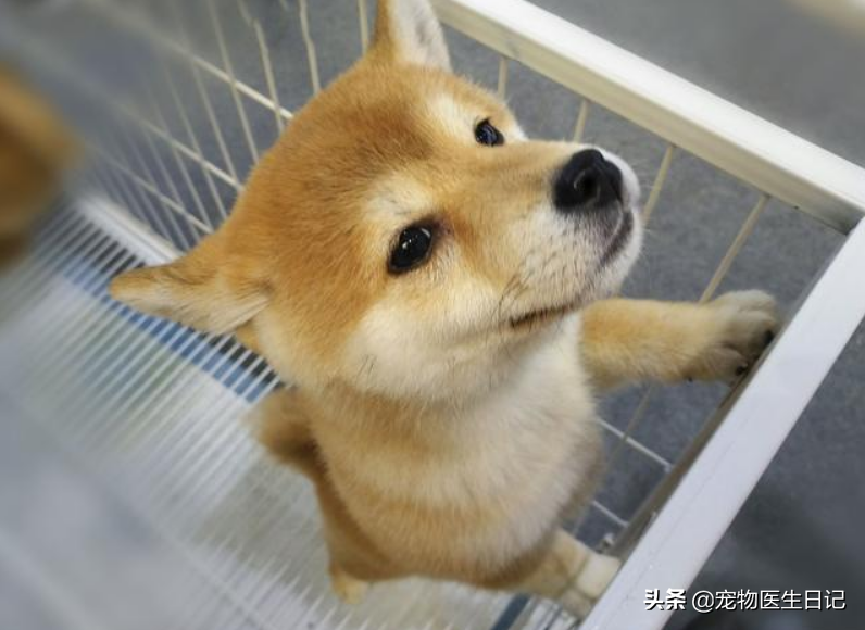 辟谣：犬疥螨病很简单，其实简单中也有很多小细节要注意