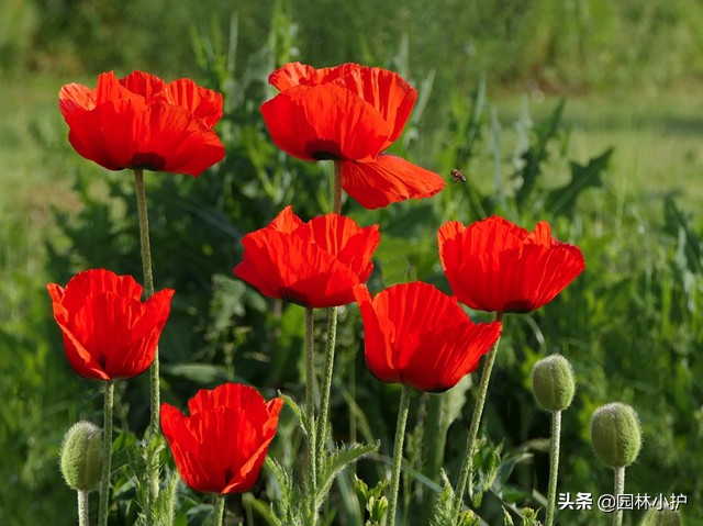 恶之花是什么花（恶之花最美丽的话的话语）