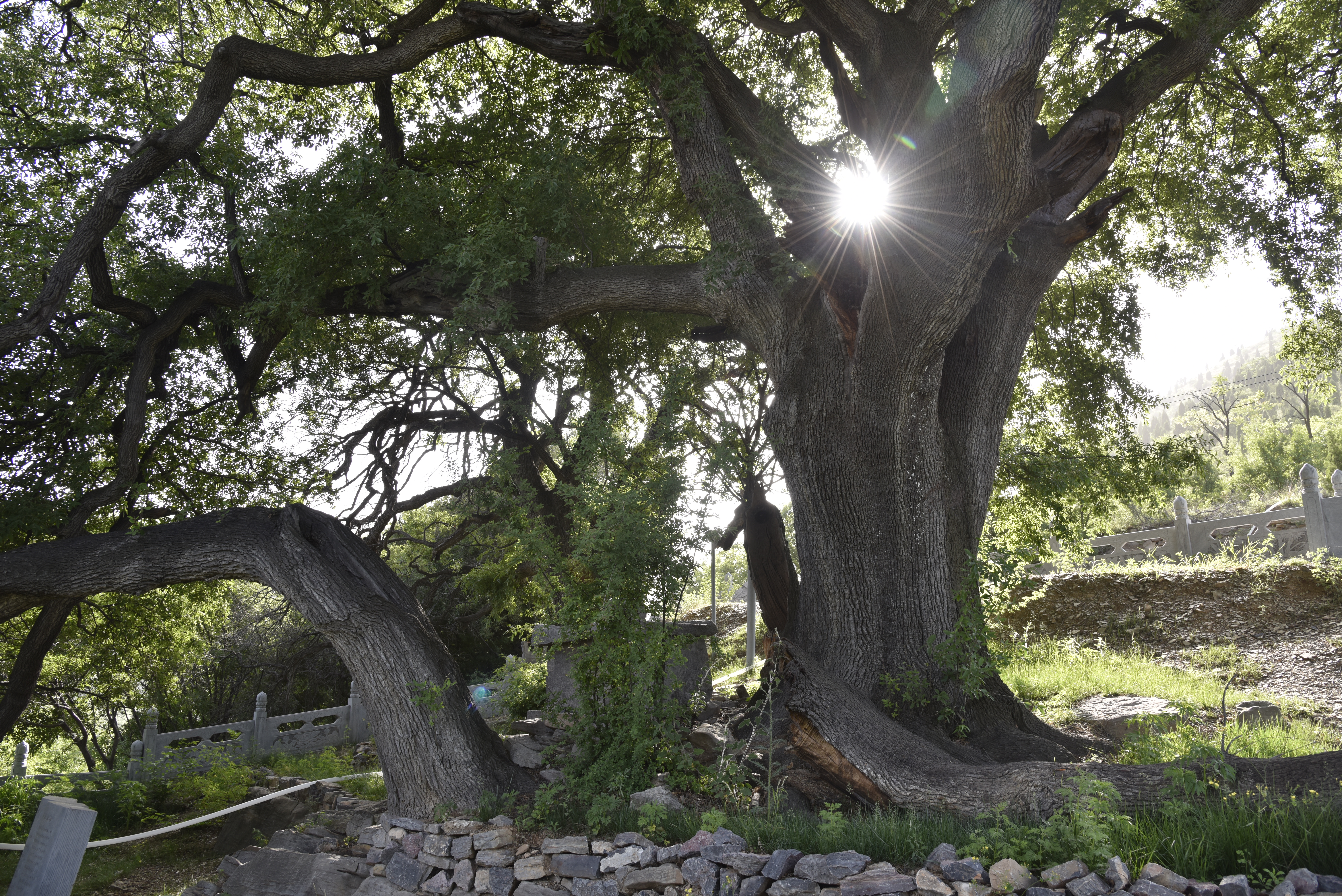 元好问在嵩山时的诗文交游