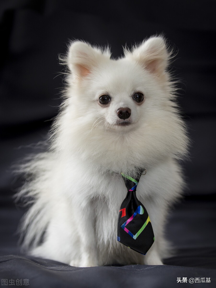 了解身边最常见的狗狗之——博美:个头虽小,却是会咬人的