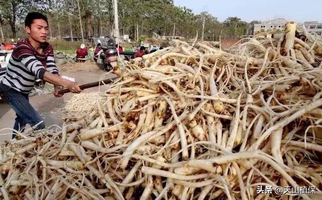种植枸杞、金银花、天麻和桔梗，用途多销路广，市场供不应求