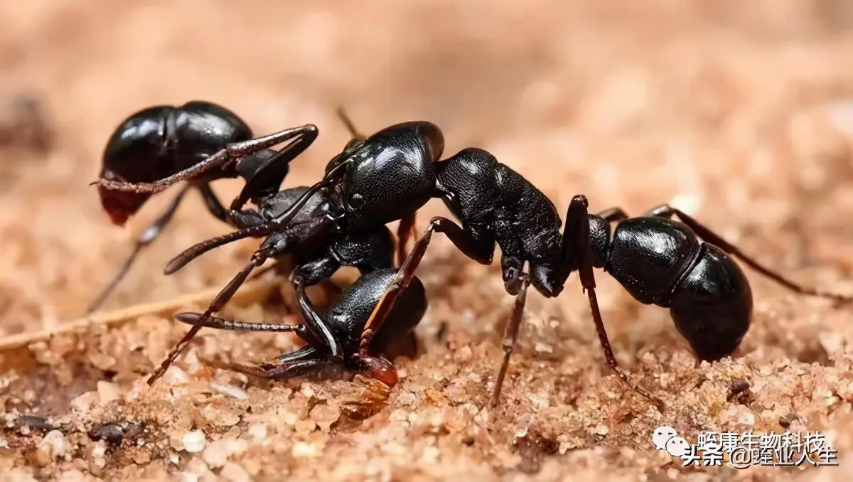蚂蝗怕什么动物（水蛭的天敌有哪些）