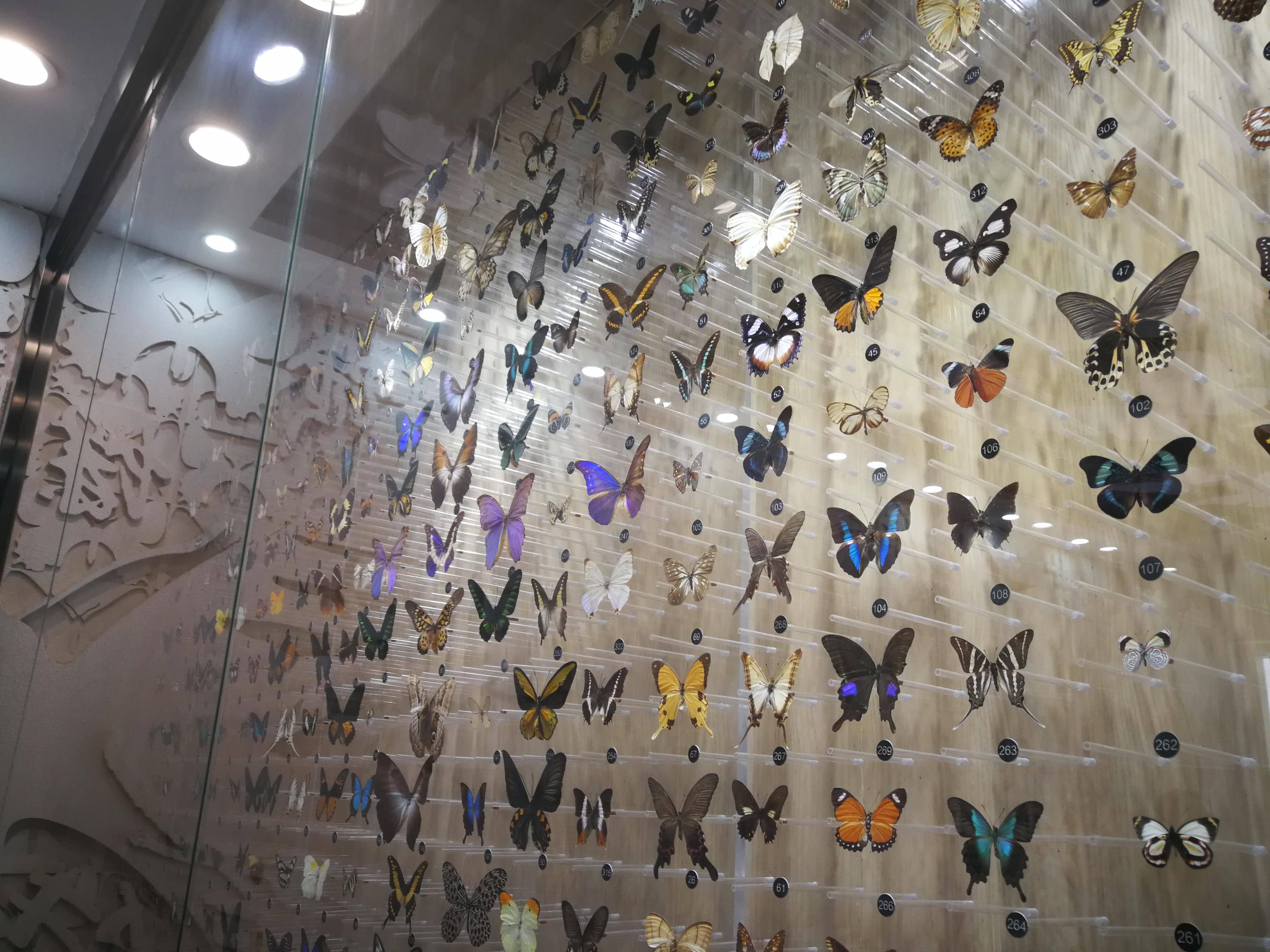 國寶 蝴蝶的一生 300多天潛藏 換來天華麗 綻放 Me前沿