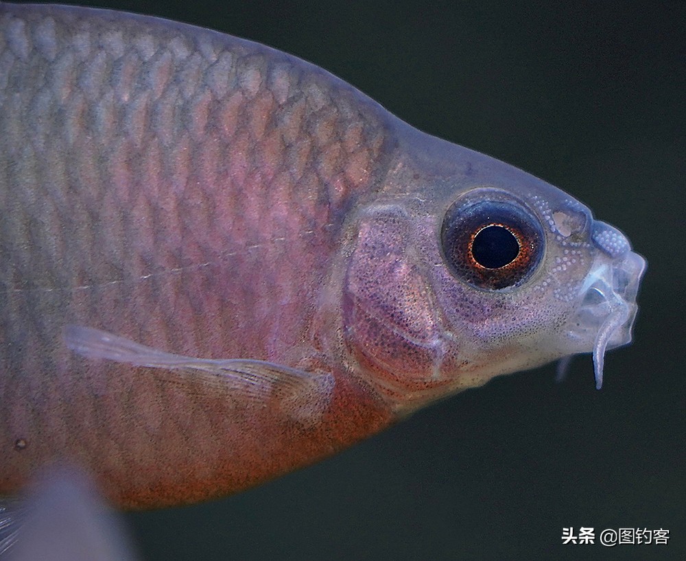 鳑鲏鱼没有人不认识，但个头大有须的鳑鲏你知道吗？它们叫“鱊”