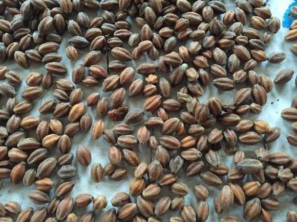 苦楝子手串价格农村一野果