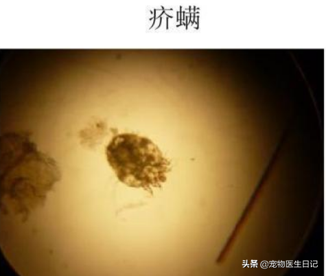 辟谣：犬疥螨病很简单，其实简单中也有很多小细节要注意