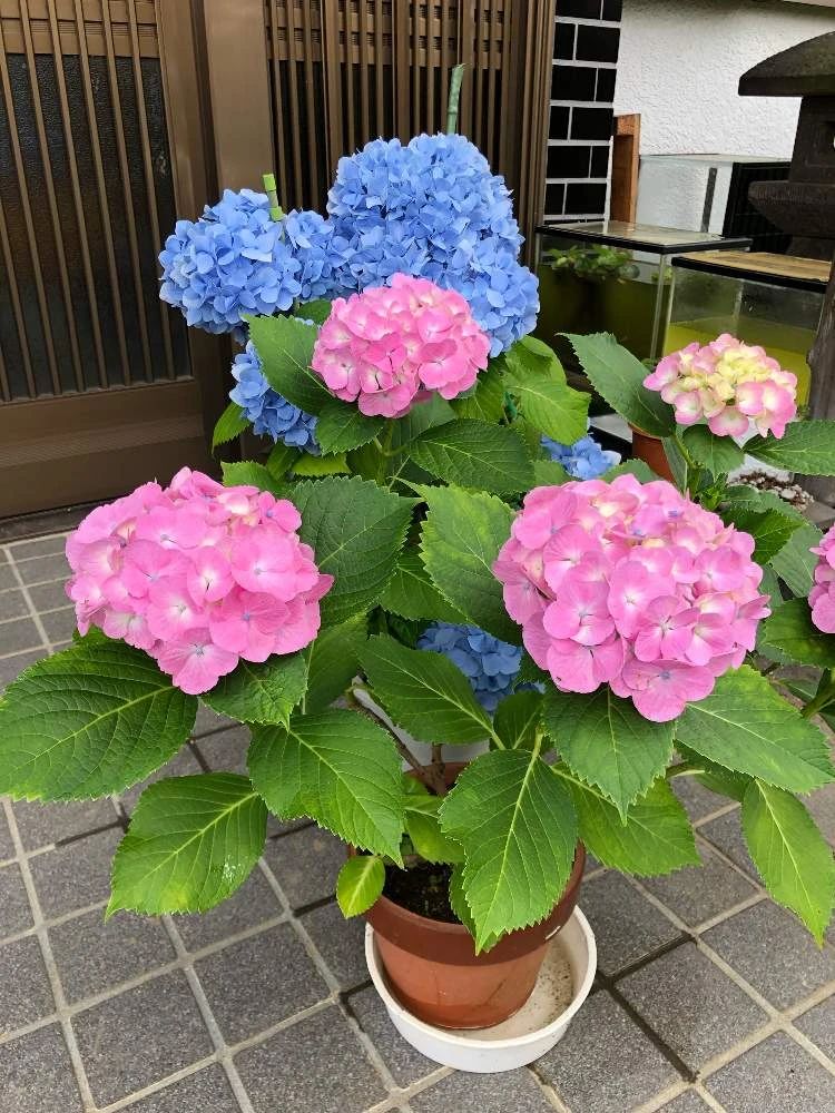 八宝绣球花怎么养比较好精心整理