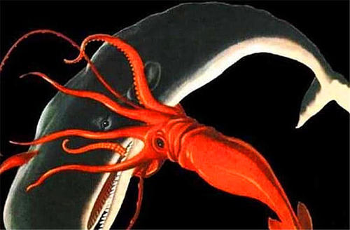 大王鱿(深海巨鱿~世界上最大的鱿鱼——大王酸浆鱿)