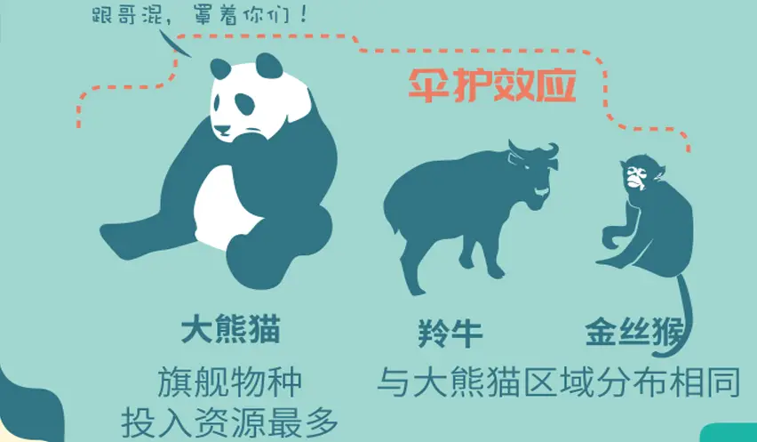 中国有几只大熊猫（大熊猫被降级还是国宝吗）