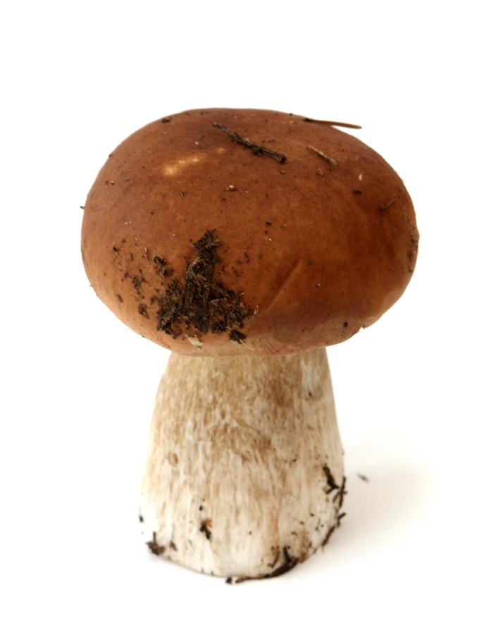 草菇图片大全（三十一种常见的菌类蘑菇图片）
