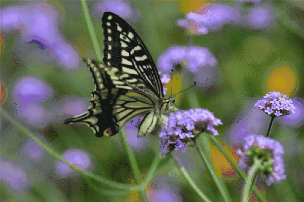蝴蝶成虫寿命并不长,那为何蝴蝶会和"长寿"联系在一起呢?