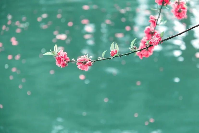 开到荼蘼花事了，四首暮春古诗，静赏岁月风景，慢数似水流年